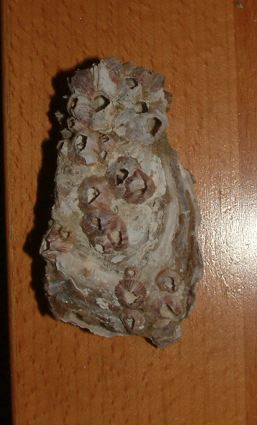 una ostrica da determinare